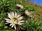 16 Carlina acaulis (Carlina bianca) in piena fioritura